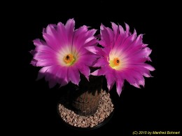 Echinocereus rigidissimus v. rufispinus 386